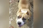 Família pede ajuda da população de PG para encontrar Noah