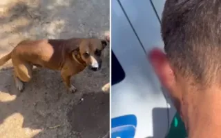 Cão chamado 'Pirulito' realizou o ato heróico