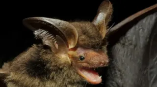 Localizado inicialmente em uma área costeira de Santa Catarina, o morcego agora foi encontrado em uma floresta de araucárias no Sudoeste do Paraná