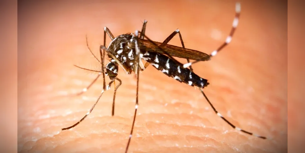 Cidade já registrou 59 casos positivados para a dengue