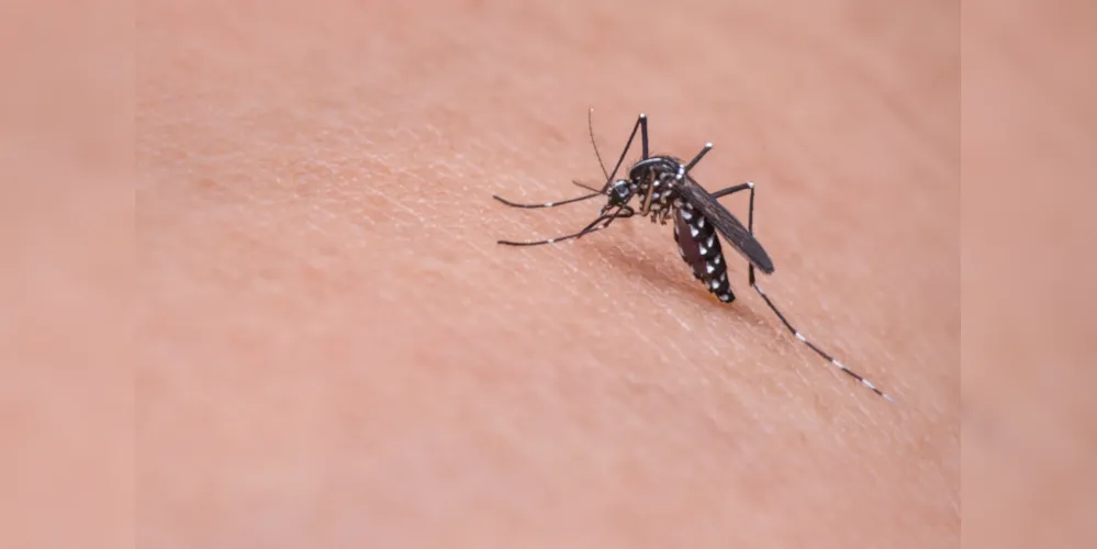Casos de dengue dobraram na última semana, em Ponta Grossa