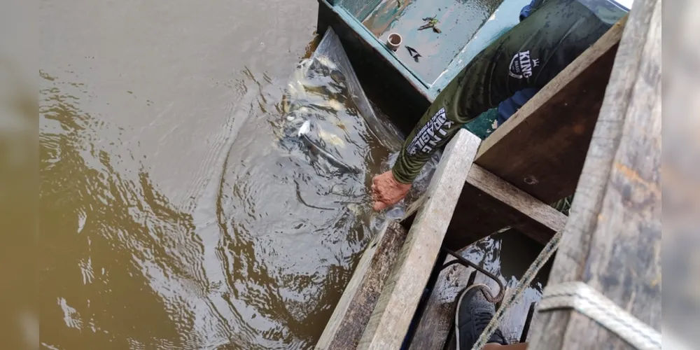Secretaria de Agricultura de Tibagi soltou aproximadamente 8 mil peixes no rio