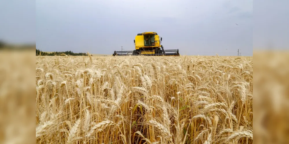 Tibagi manteve-se como a maior produtora de trigo do Brasil em 2022, revelou a pesquisa do IBGE