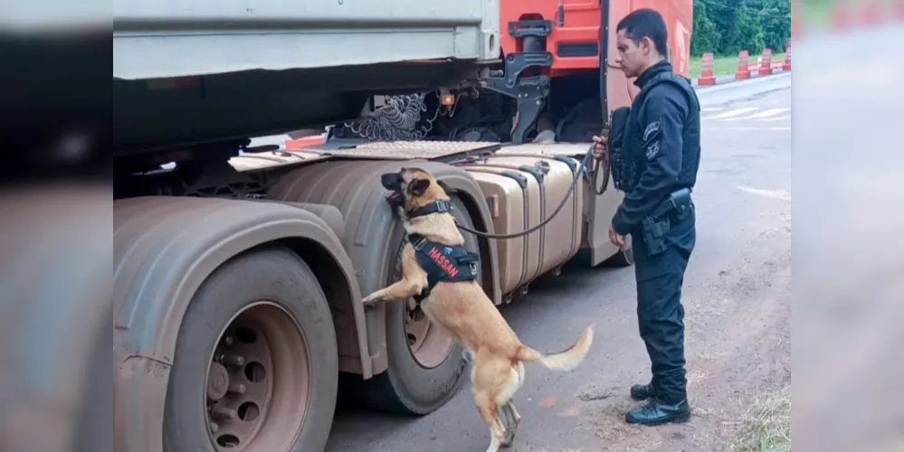 Cães policiais garantem precisão em operações da Polícia Penal do Paraná.