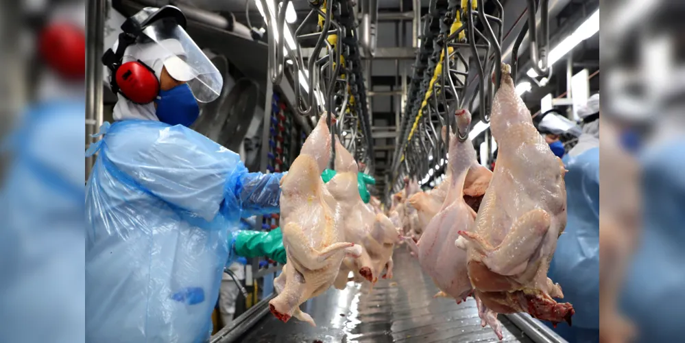 Paraná alcançou a maior produção semestral de frangos e suínos da história em 2023