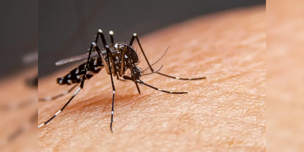 Mosquito Aedes aegypti é um dos transmissores das doenças