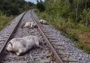 Imagem ilustrativa da imagem Vacas morrem atropeladas por trem na ferrovia Norte-Sul
