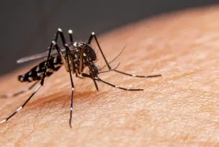 Mosquito Aedes aegypti é um dos transmissores das doenças