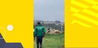 Imagem ilustrativa da imagem Homens invadem CRAR, agridem funcionários e tentam roubar animais; vídeo