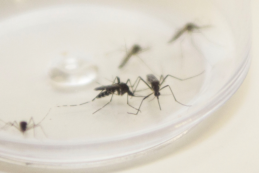 Municípios se unem no combate a dengue