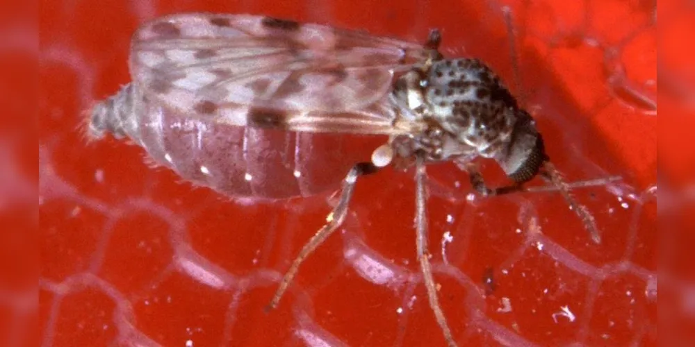 A transmissão da doença ocorre pela picada de mosquitos