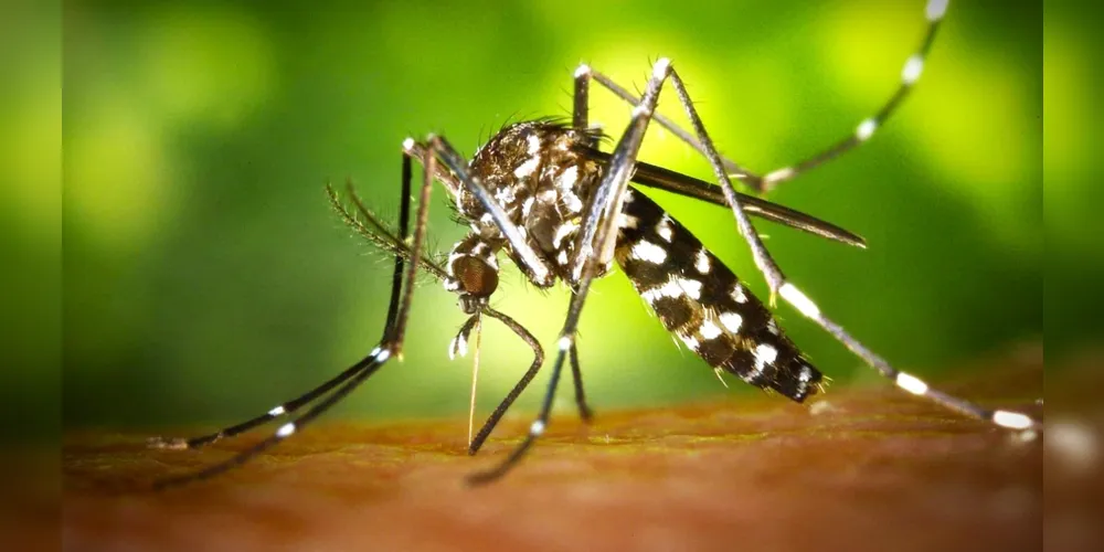 No Estado, já são mais de 100 óbitos pela dengue