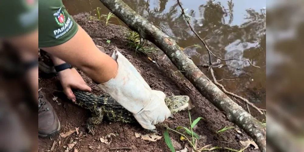 Animal foi solto no Rio Congonhas, retornando ao habitat natural