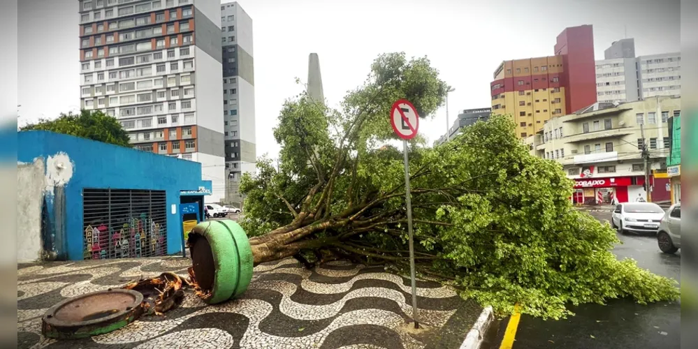 Uma árvore, no 'Ponto Azul', caiu com o temporal