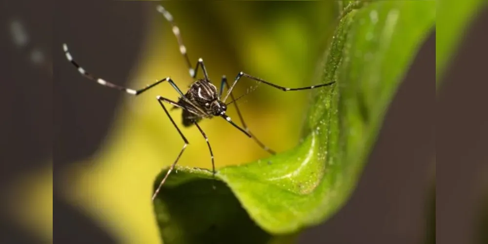 Aedes aegypti se adapatou ao clima mais úmido e aquecido