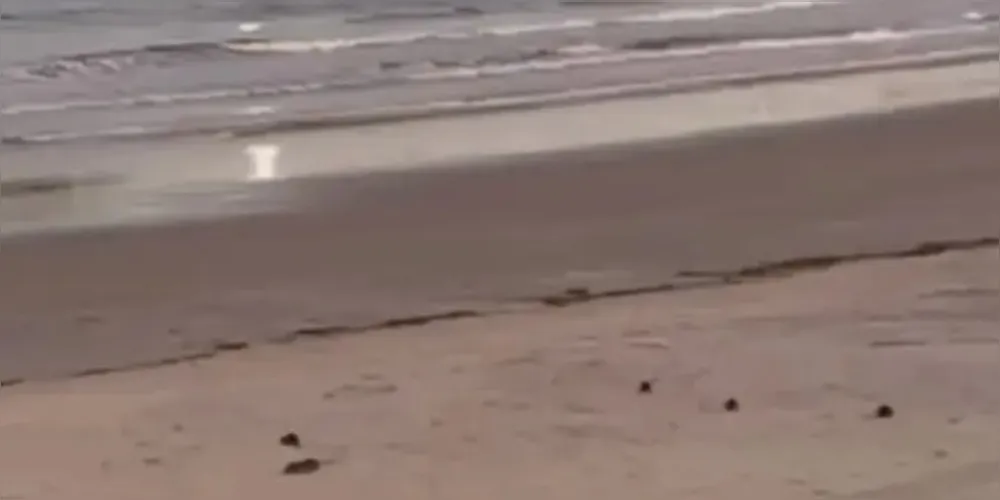 Ratos invadem areia da praia de Guarautuba