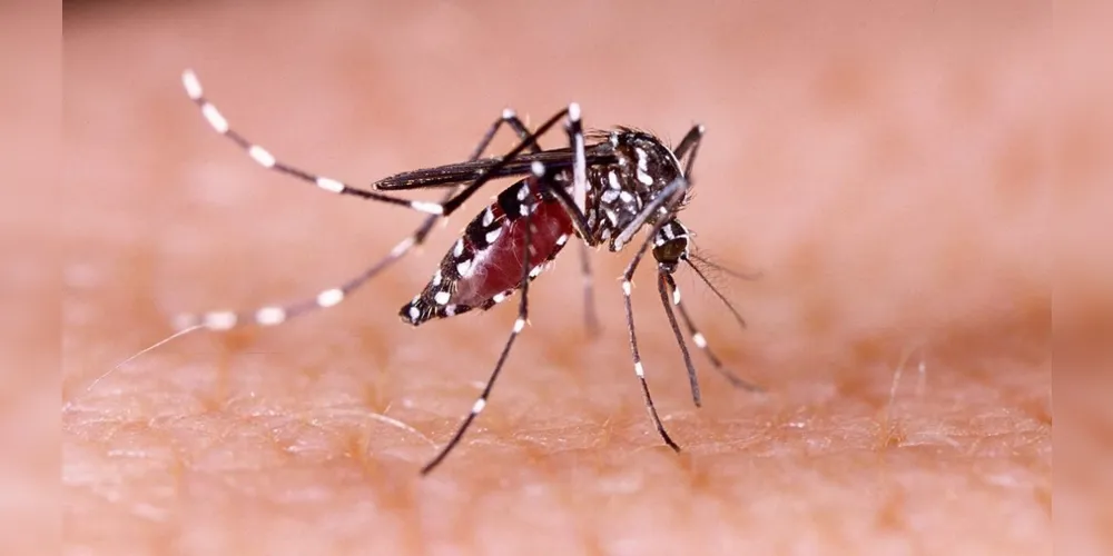 Ponta Grossa atingiu 1.887 casos confirmados de dengue, de acordo com o informe semanal da doença elaborado e publicado pela Sesa nesta terça-feira (23)