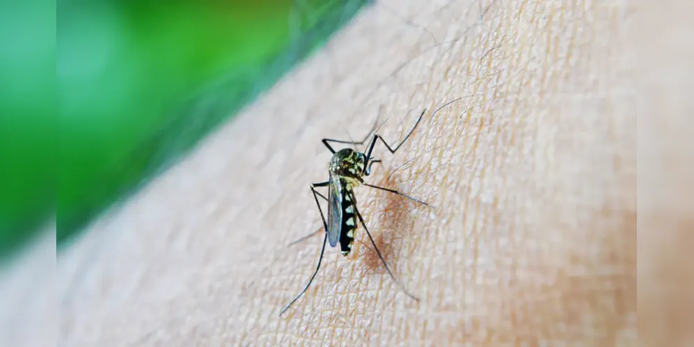 O Brasil enfrenta uma explosão de casos de dengue