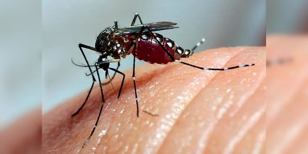 Cidade já registra 3.503 casos de dengue