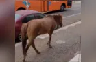 Cavalo é flagrado passeando pelas ruas do 'Nova Rússia' em PG