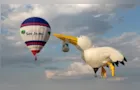 ‘Maior balão do mundo’ estará em Ponta Grossa em julho