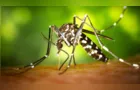 PG decreta situação de emergência em saúde com avanço da dengue