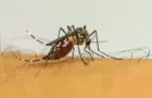 Fundação de Saúde confirma mais duas mortes por dengue em PG