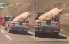Veja momento em que porco gigante tenta escapar de caminhonete