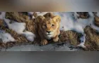 Mufasa: O Rei Leão ganha primeiro trailer oficial
