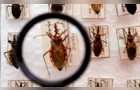 Doença de Chagas: aula detalha sobre esta perigosa doença
