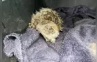 Técnicos do IAT resgatam filhote de coruja-buraqueira no Paraná