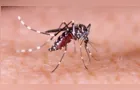 Ponta Grossa ultrapassa 1200 casos confirmados de dengue