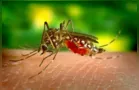 Dengue: Vamos Ler traz importância do combate à doença