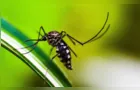 Dicas para o uso de repelentes contra o mosquito da dengue
