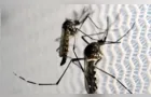 Quase 4 bilhões correm risco de infecção pelo mosquito da dengue