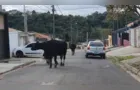 Vacas são flagradas andando em meio a carros em Ponta Grossa