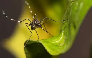 Aedes aegypti se adapatou ao clima mais úmido e aquecido