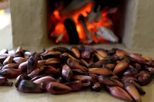 A semente, um dos mais emblemáticos símbolos do Paraná, já poderá ser colhida, armazenada e comercializada a partir da próxima segunda-feira (1º)