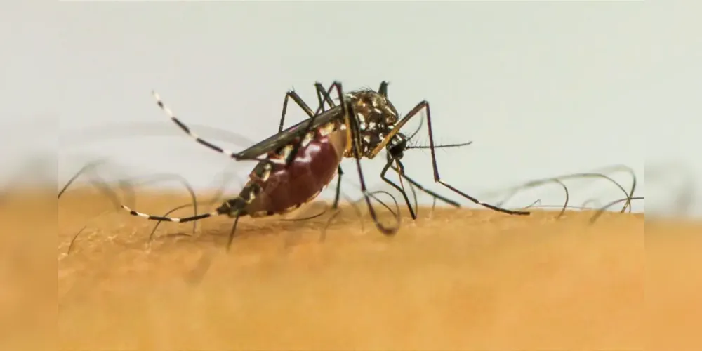 Paraná já registrou 473 mortes por dengue desde julho de 2023