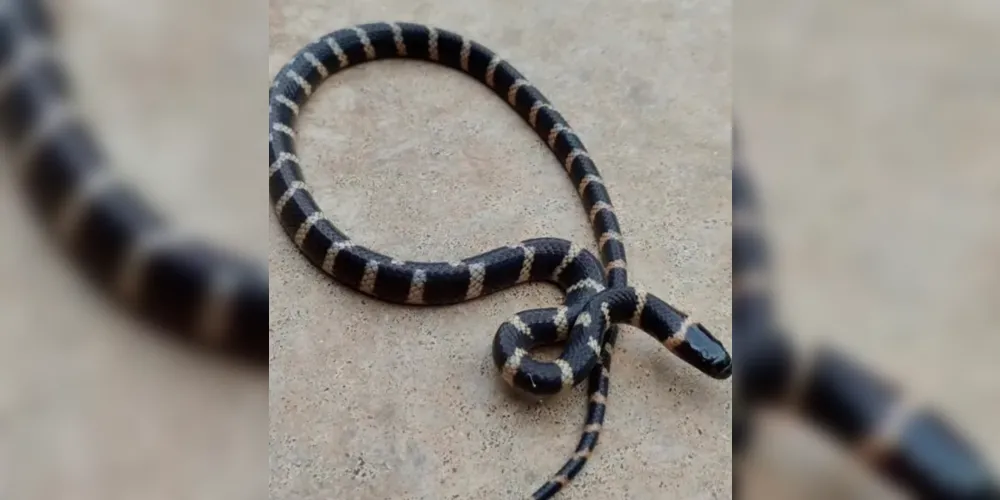 Serpente apareceu em residência de Apucarana