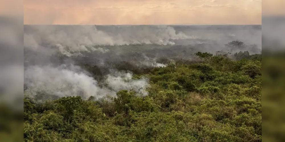 O Pantanal enfrenta desde 2019 o período mais seco das últimas quatro décadas e a tendência é que 2024 tenha a pior crise hídrica já observada no bioma