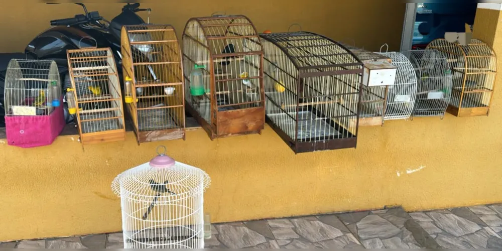 Polícia Civil de Ponta Grossa cumpriu mandado de busca domiciliar e apreendeu pássaros cridos em situação irregular
