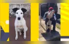 Reportagem do Portal aRede ajuda a encontrar cadela 'Compota' em PG