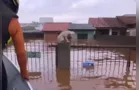 Mais de 10 mil animais já foram resgatados das enchentes do RS
