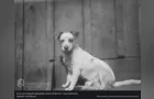 Fotos antigas de cães e gatos em PG são tema de exposição virtual