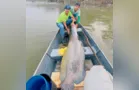 Irmãos pescam peixe de mais de dois metros e 130 kg