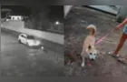 Motorista é indiciado após atropelar cachorro em Piraí do Sul