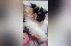 Tutores procuram gata ‘Pandora’ desaparecida em Ponta Grossa