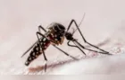 Ponta Grossa ultrapassa 4,5 mil casos confirmados de dengue