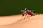 Ponta Grossa ultrapassa 5 mil casos confirmados de dengue